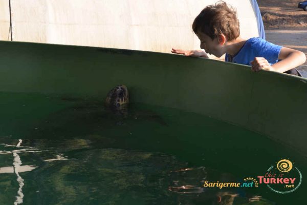 Turtle_Sanctuary_Dalyan_Turtle_Beach Turtle Sanctuary Turtle Beach Dalyan Trip