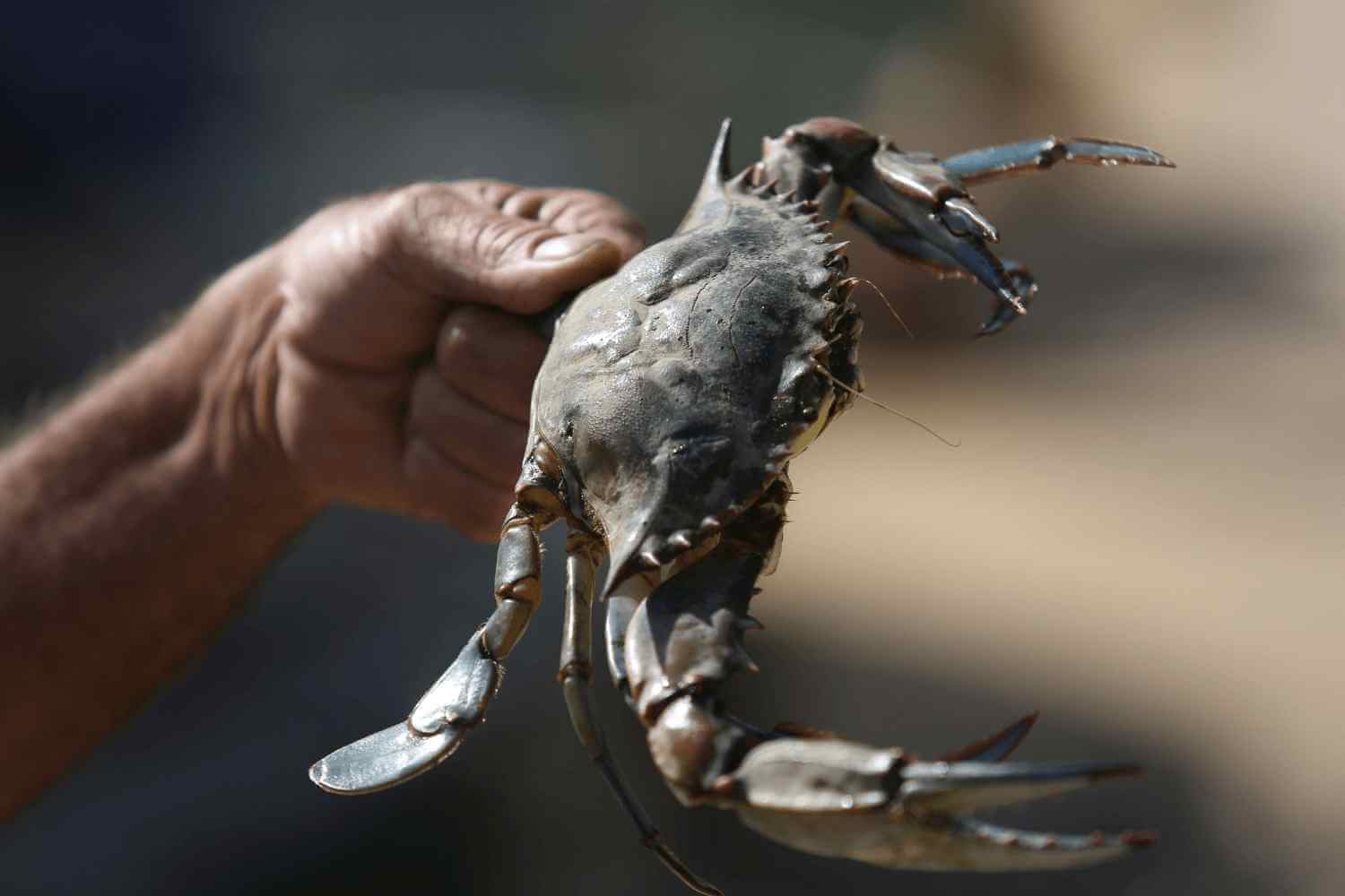 Crabbing and Fishing in Dalyan , Sarigerme for children