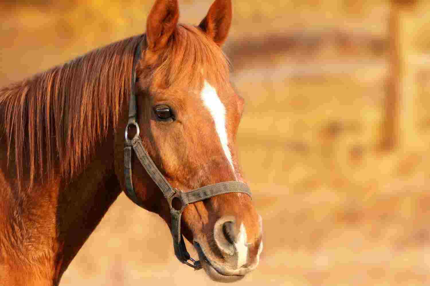 There are two Horse Ranches to choose from—one near Sarigerme Village and another in Marmaris. Pick-up times and availability vary for both Hose Ranches. Trekking is for anybody; whether you can ride or not, you are matched to a horse and off you go. The horses are calm and should follow the one in front; they know when to walk and trot. If you are an experienced rider and wish to Gallop along Sarigerme Beach, we have something for you too.