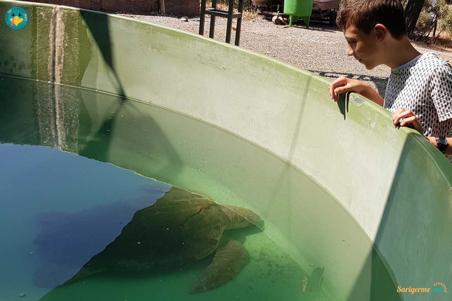 Turtle_Sanctuary Turtle Sanctuary by the Turtle Beach. Half Day Trip from Sarigerme, Dalyan and Dalaman. Return Transfer entrance fees are included. Visit sarigerme.net